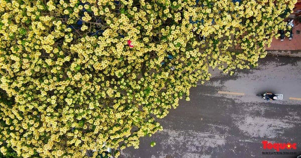 Bun flower season blooms in the heart of the capital