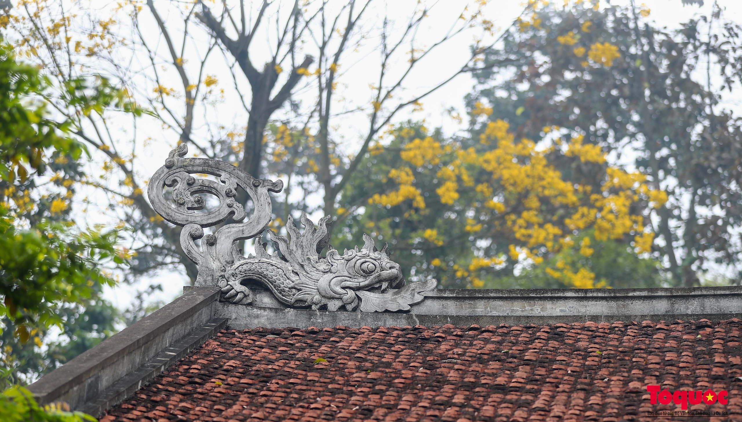 Mùa hoa lim xẹt nở vàng nơi non thiêng Nghĩa Lĩnh - Ảnh 7.