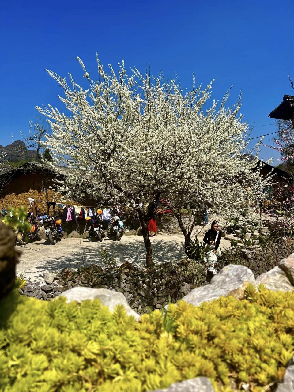 Nicht nur die Pfirsichblüten, auch die Pflaumenbäume in diesem Bergdorf blühen weiß und lassen jeden Vorbeikommen stehen bleiben, um sie zu bewundern und zu fotografieren. Foto von : Cong Troc