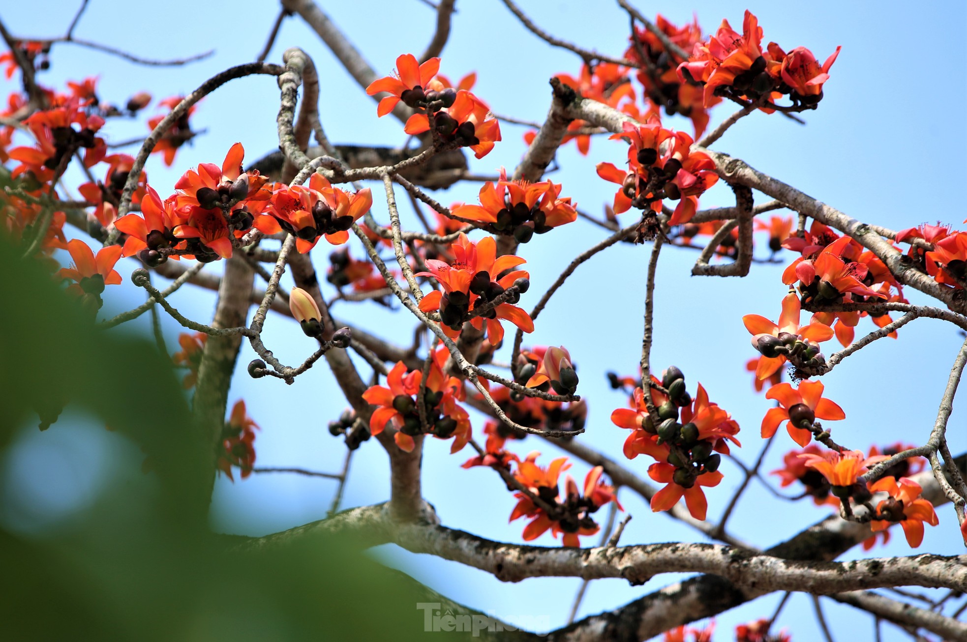 Fascinated by the ancient cotton trees blooming in the hometown of the great poet Nguyen Du photo 2