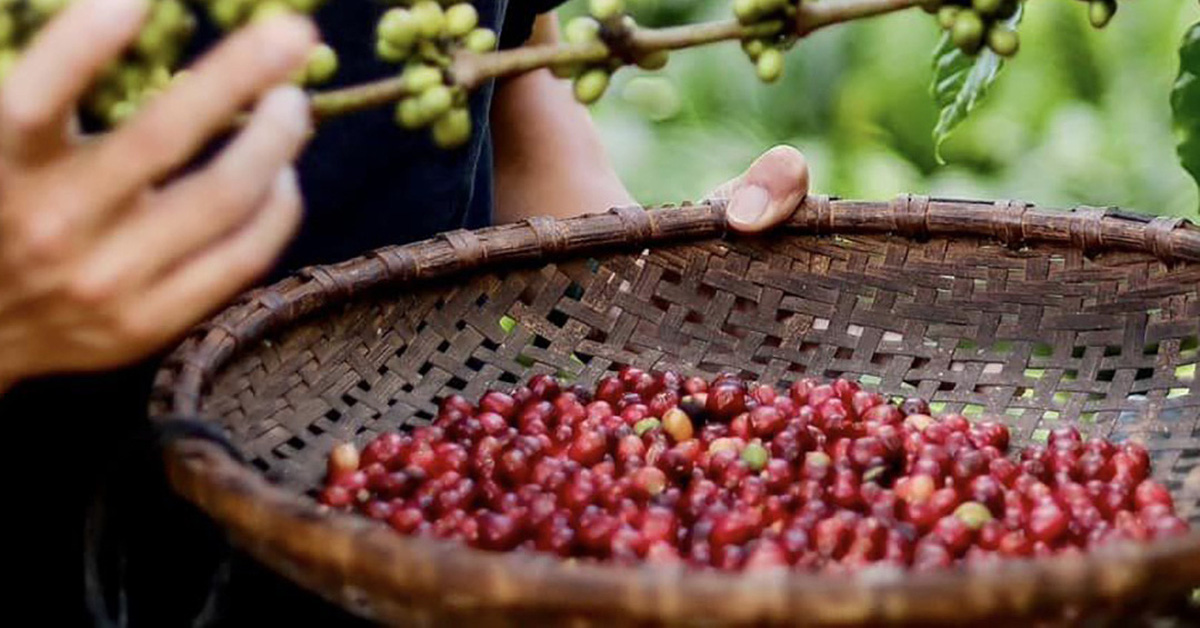 Coffee prices are at an unprecedented high during the main crop season, making farmers become 'tycoons'