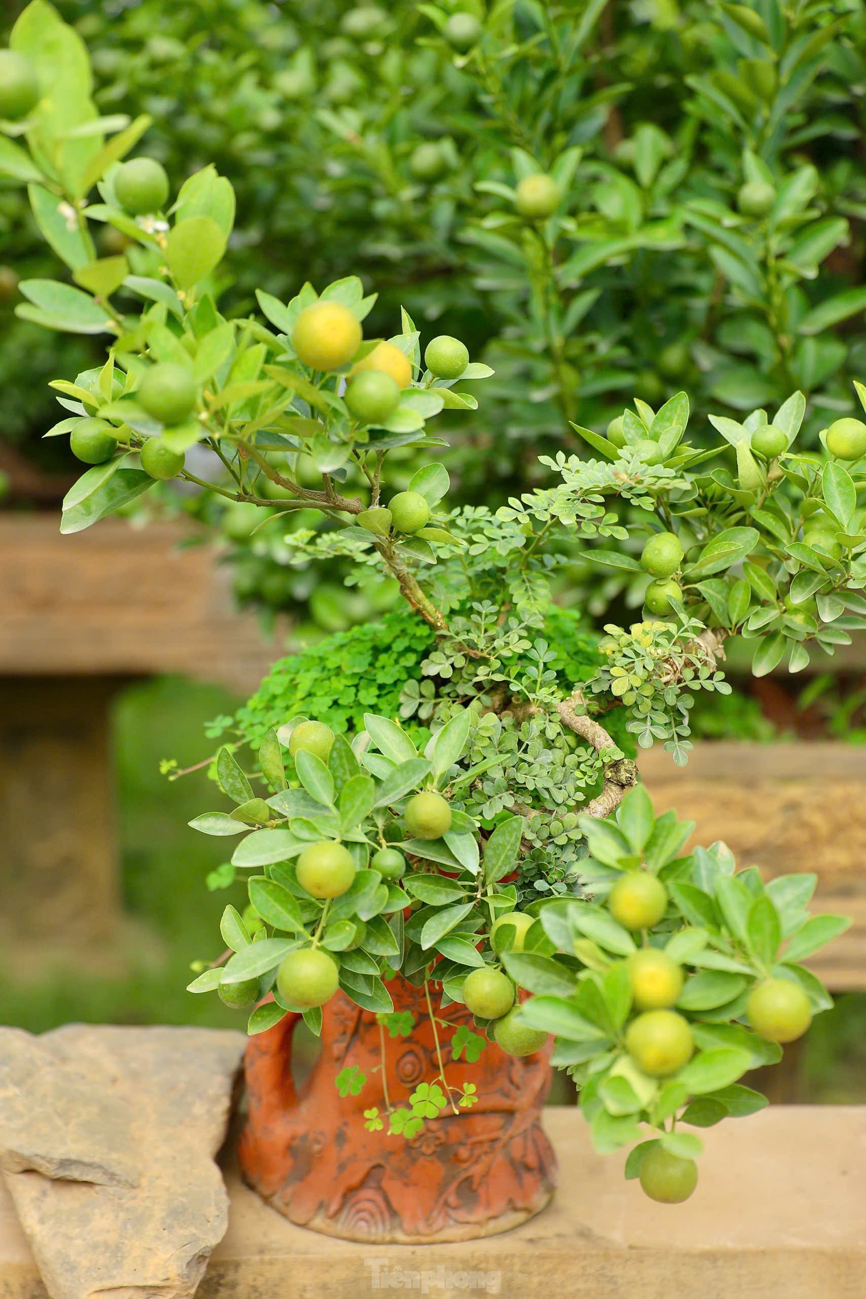 Les kumquats jaunissent, les jardiniers de Tu Lien sont occupés à préparer le Têt photo 12