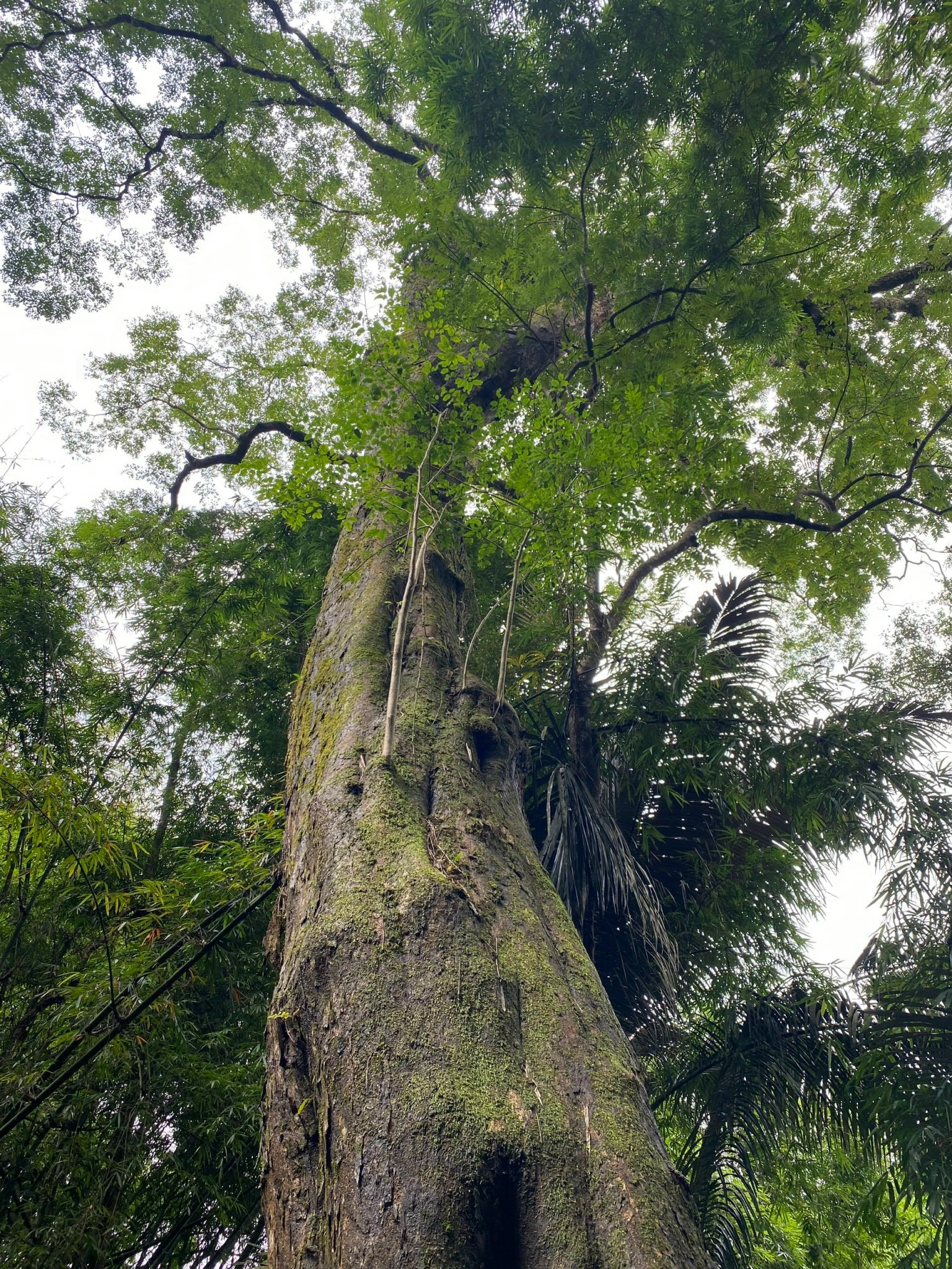 Foto 3 - Schutz von „Erbebäumen“ im tiefen Wald