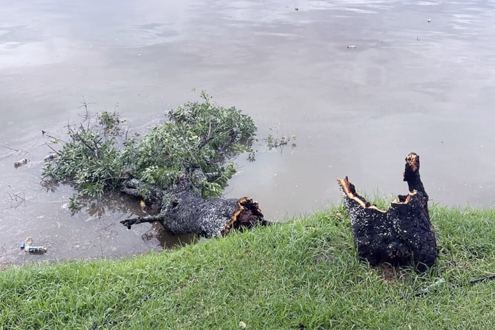 ダラットは大洪水に見舞われ、大雨で木々が倒れた - 3