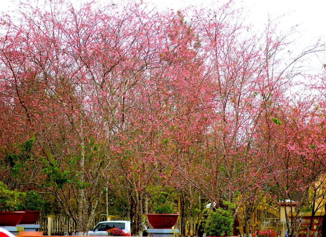 Admiring cherry blossoms 'dying' the whole town of Mang Den in pink photo 9