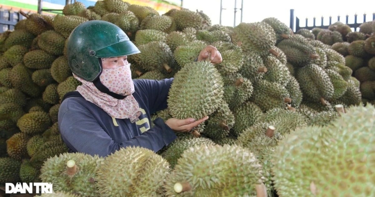 Sầu riêng dẫn đầu kim ngạch xuất khẩu trái cây