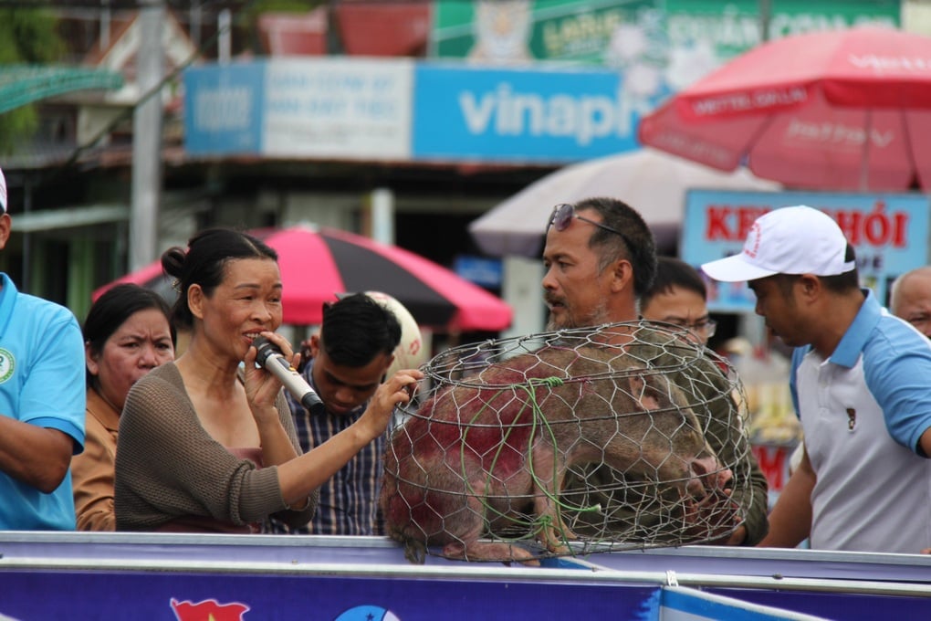 Kỳ thú màn đua heo sọc dưa, bắt gà vườn ở cao nguyên - 3