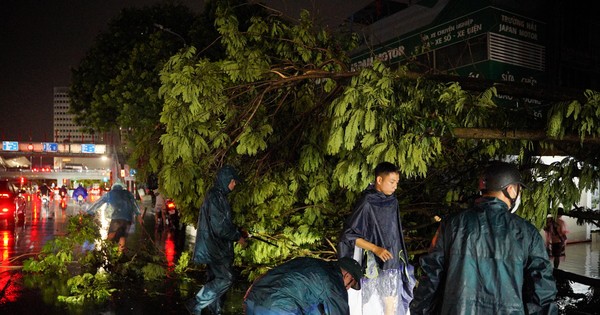 Une série d'arbres sont tombés et ont été déracinés après de fortes pluies à Hanoi