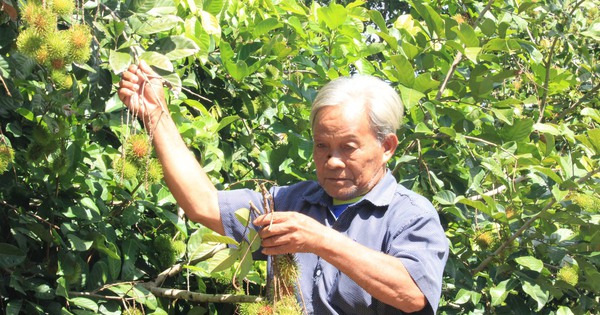 These are specialty trees that produce delicious fruit and are bringing billions of dollars to farmers in a commune in Khanh Hoa.