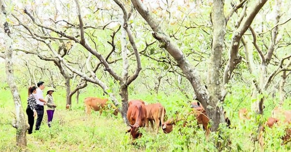 "Bệ đỡ" cho phụ nữ vùng sâu vươn lên thoát nghèo