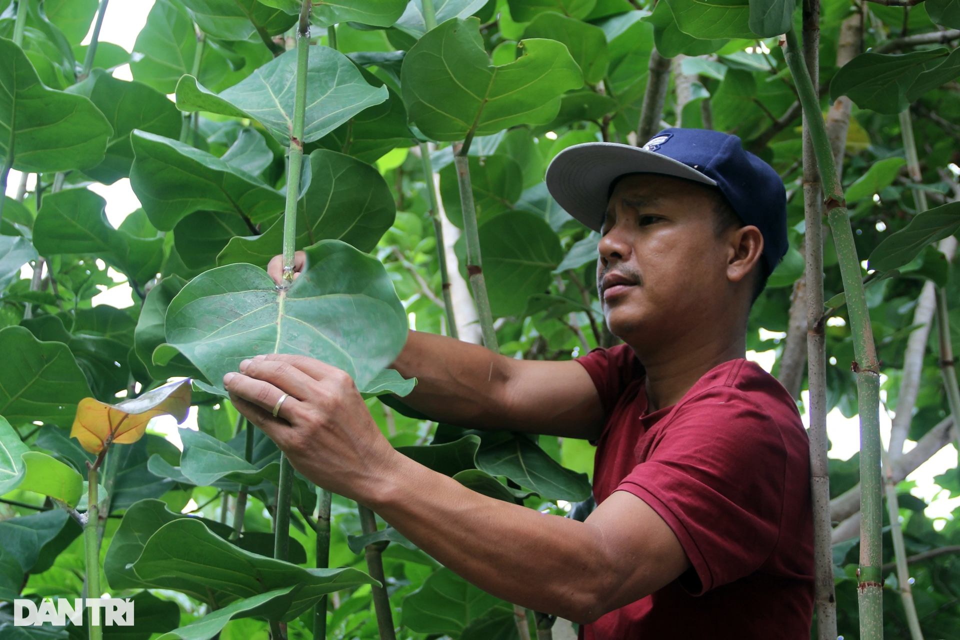 Lá tra xuất ngoại mang về tiền tỷ - 3