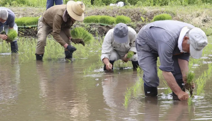 Why are young Japanese leaving agriculture?