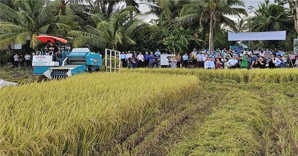 Can Tho : reproduire le modèle de riziculture de haute qualité et à faibles émissions pour améliorer la valeur de la production pour les agriculteurs