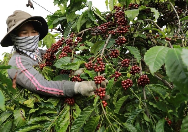 コーヒー業界はEUの森林破壊防止規制に積極的に対応