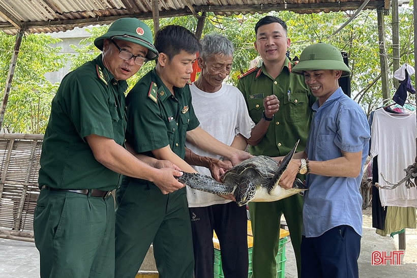 Rare turtle weighing more than 20 kg released back into the ocean