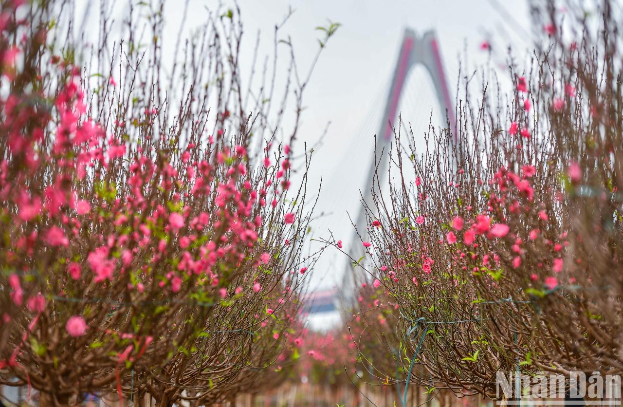 [写真] 旧正月前夜に満開となったニャットタン - プートゥオンの桃の花村