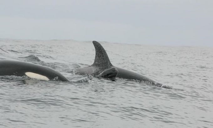 A young pilot whale swims with a killer whale. Photo: Icelandic Orcas