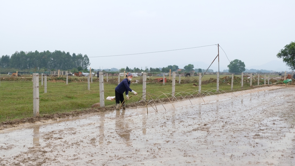 People in some localities in Hanoi have started sowing rice seedlings for spring rice production.
