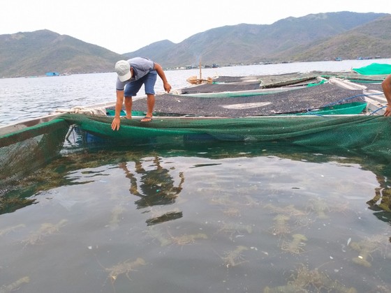 Nuôi tôm hùm bông ở tỉnh Khánh Hòa. Ảnh: BÁO KHÁNH HÒA