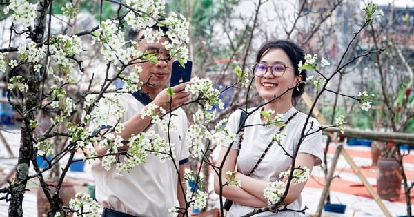 旧正月が過ぎると、ハノイの人々は、荒くてとげのある茎を持つ純白の野生の花を探します。