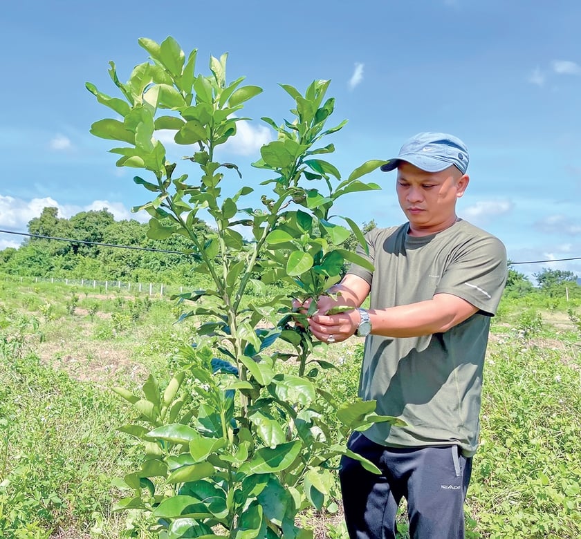 Cây đặc sản tiền tỷ trồng ở Gia Lai ra trái to bự thế này đây, dân tình cứ xin vô chụp hình, quay phim- Ảnh 3.