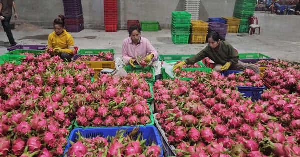 Bình Thuận, Ninh Thuận hứa tăng chất lượng thanh long, nho, táo... bán vào TP.HCM