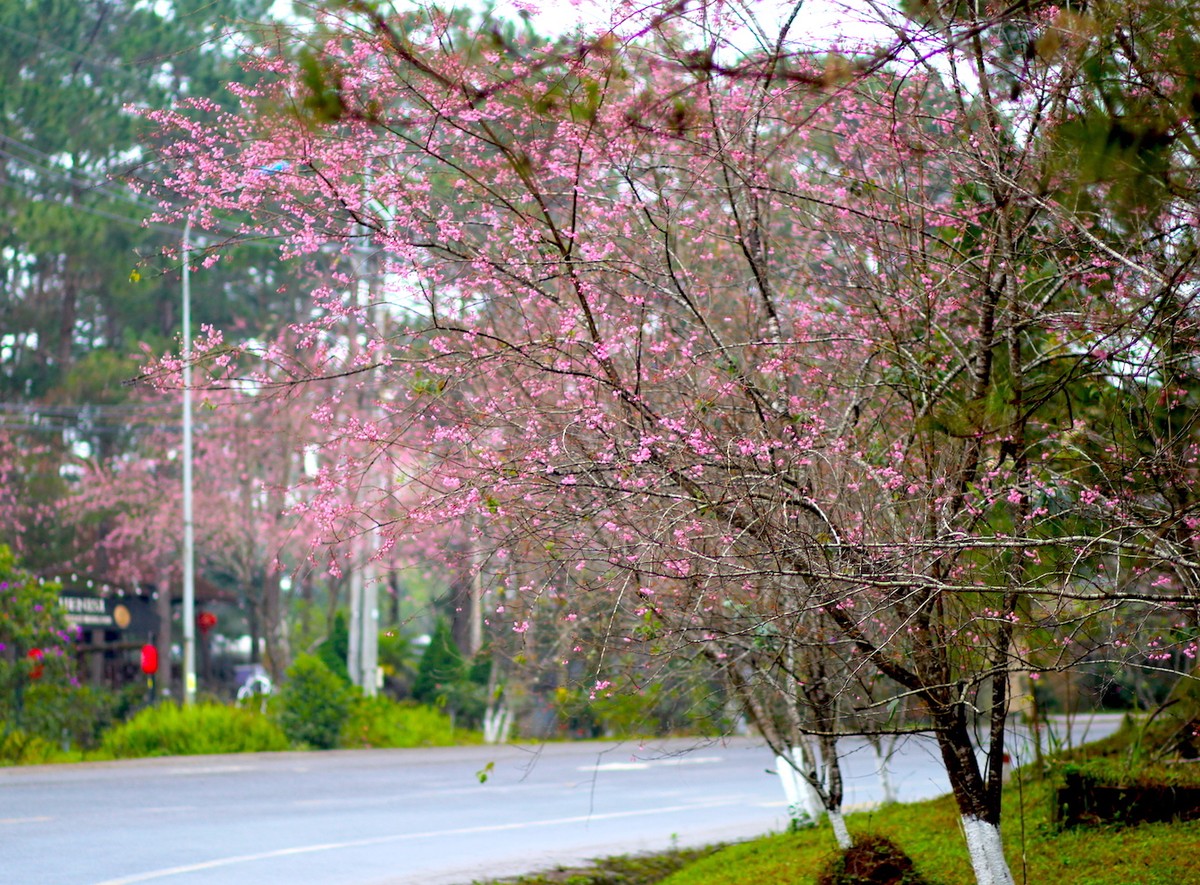 Admiring cherry blossoms 'dying' the whole town of Mang Den in pink photo 2