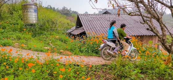 Ngôi nhà yên bình trong những khóm hoa vàng rực ảnh 10