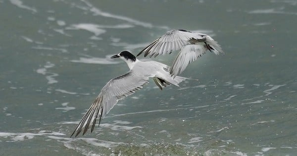 Deleite sus ojos con la vista de los charranes marinos de Can Gio planeando y capturando peces.