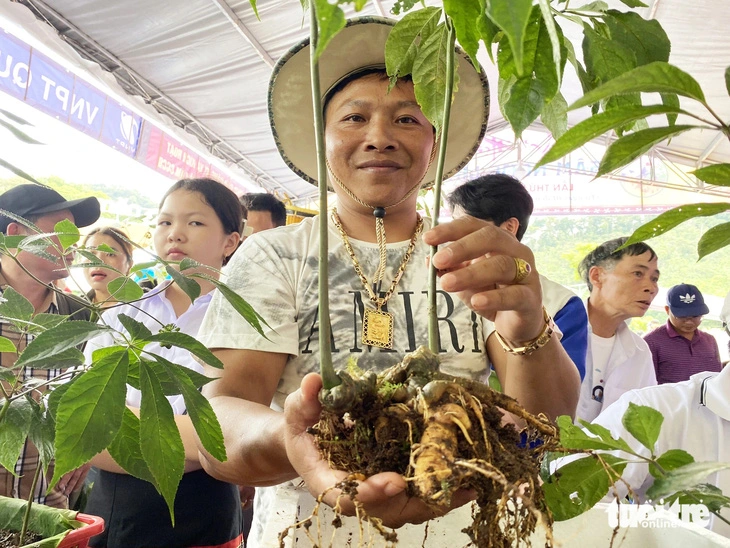 Quảng Nam kiến nghị Chính phủ trình Quốc hội ban hành Luật Sâm Việt Nam