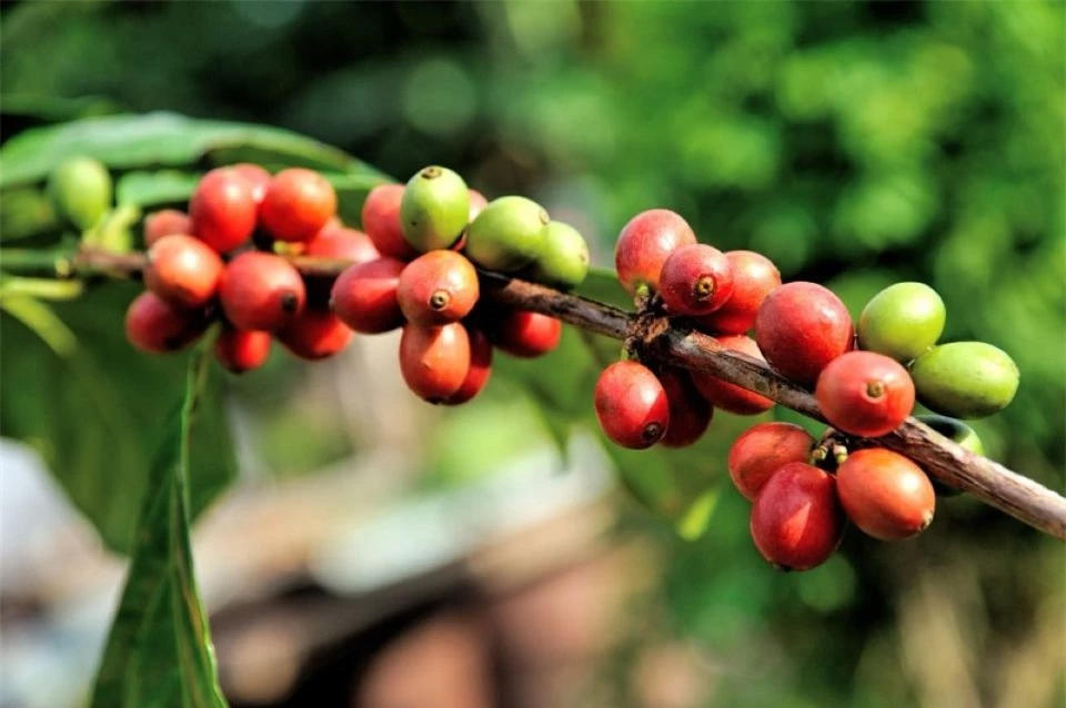 Precios de productos agrícolas al 23 de noviembre de 2024: Pimienta retrocedió bruscamente, café subió levemente