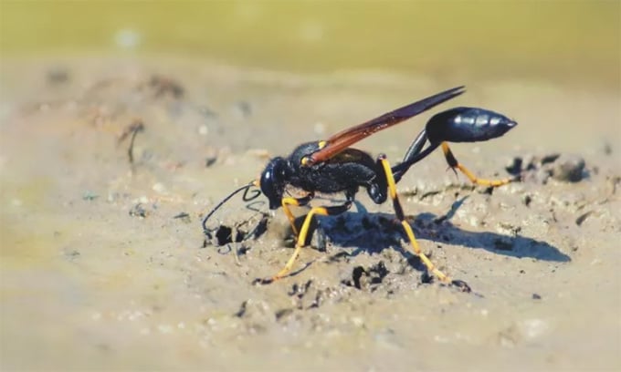 黒と黄色の泥バチ。ビルゲンエア301便の墜落の原因となった可能性がある動物。写真：Jean Landry/iStock/Getty