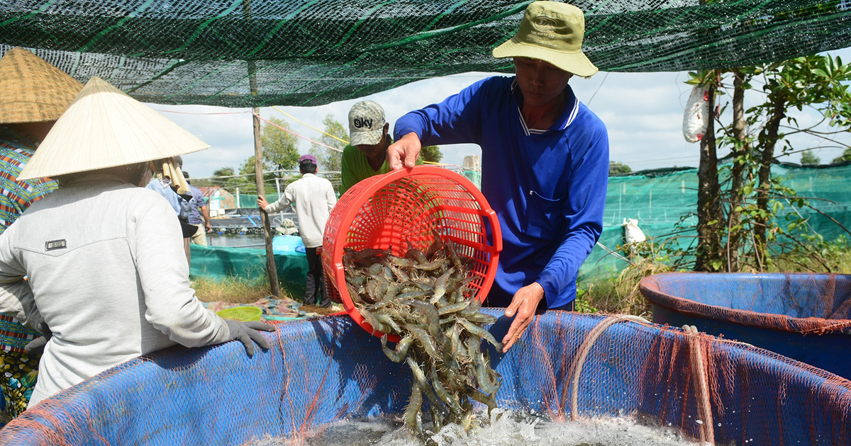 Giảm chi phí trung gian, vật tư đầu vào của ngành tôm