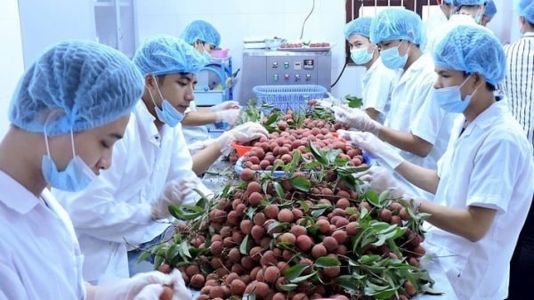 Le marché vietnamien attire les exportateurs norvégiens de produits de la mer ; La Chine à la recherche de ce produit « local »