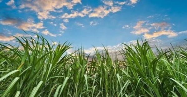 Indonesien will Bioethanol aus Zuckerrohr und Maniok produzieren