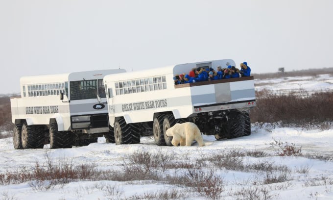 Tourists observe polar bears from a car. Photo: Aceshot1/Amusing Planet