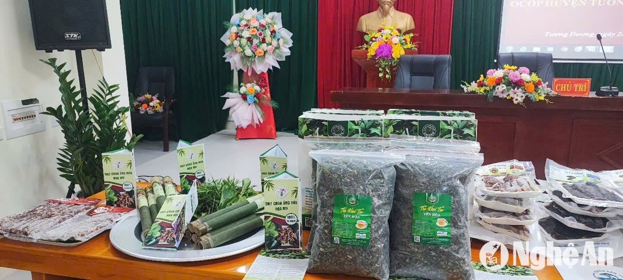 Tuong Duong has the first OCOP product from growing medicinal herbs under the forest canopy.