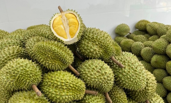 El durian enfrenta dificultades al exportarlo a China