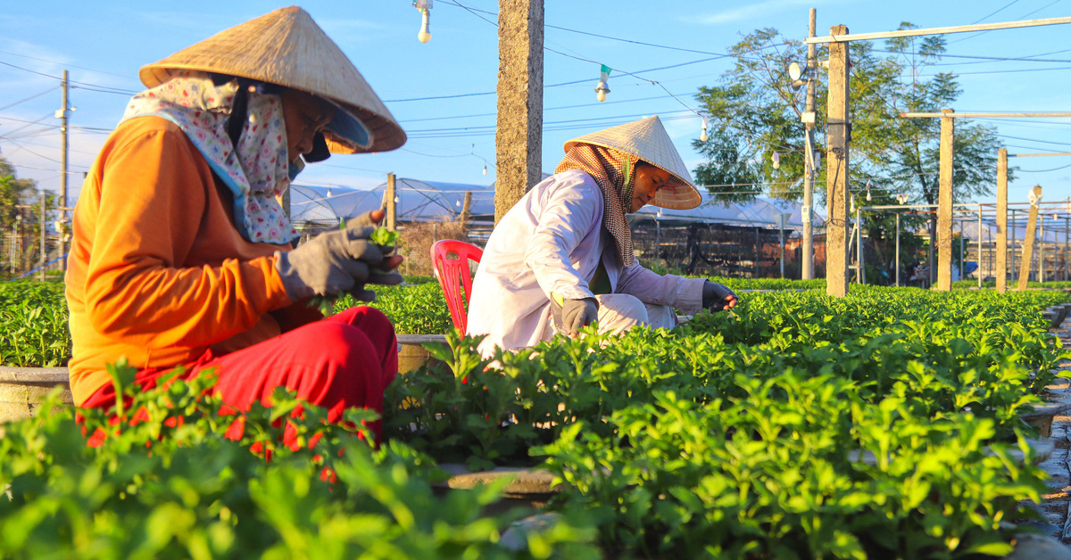 Das größte Blumendorf in Da Nang ist die ganze Nacht über beleuchtet, um die Tet-Blumensaison einzuläuten