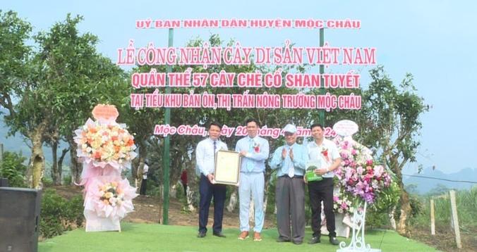 57 cay che co shan tuyet o moc chau la cay di san viet nam hinh 1