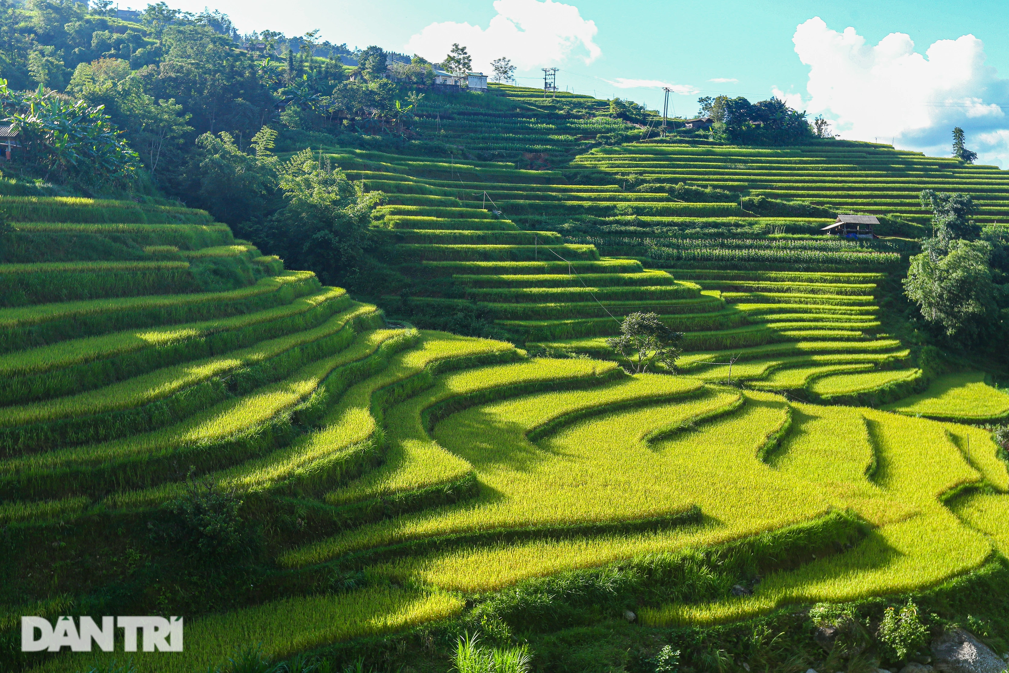 Ngắm mùa vàng bình yên ở Hoàng Su Phì, không lo tắc đường, chen chúc