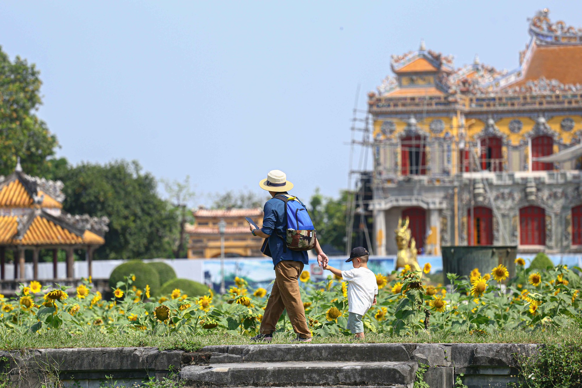 Hướng dương bung nở trong hoàng cung Huế - Ảnh 8.