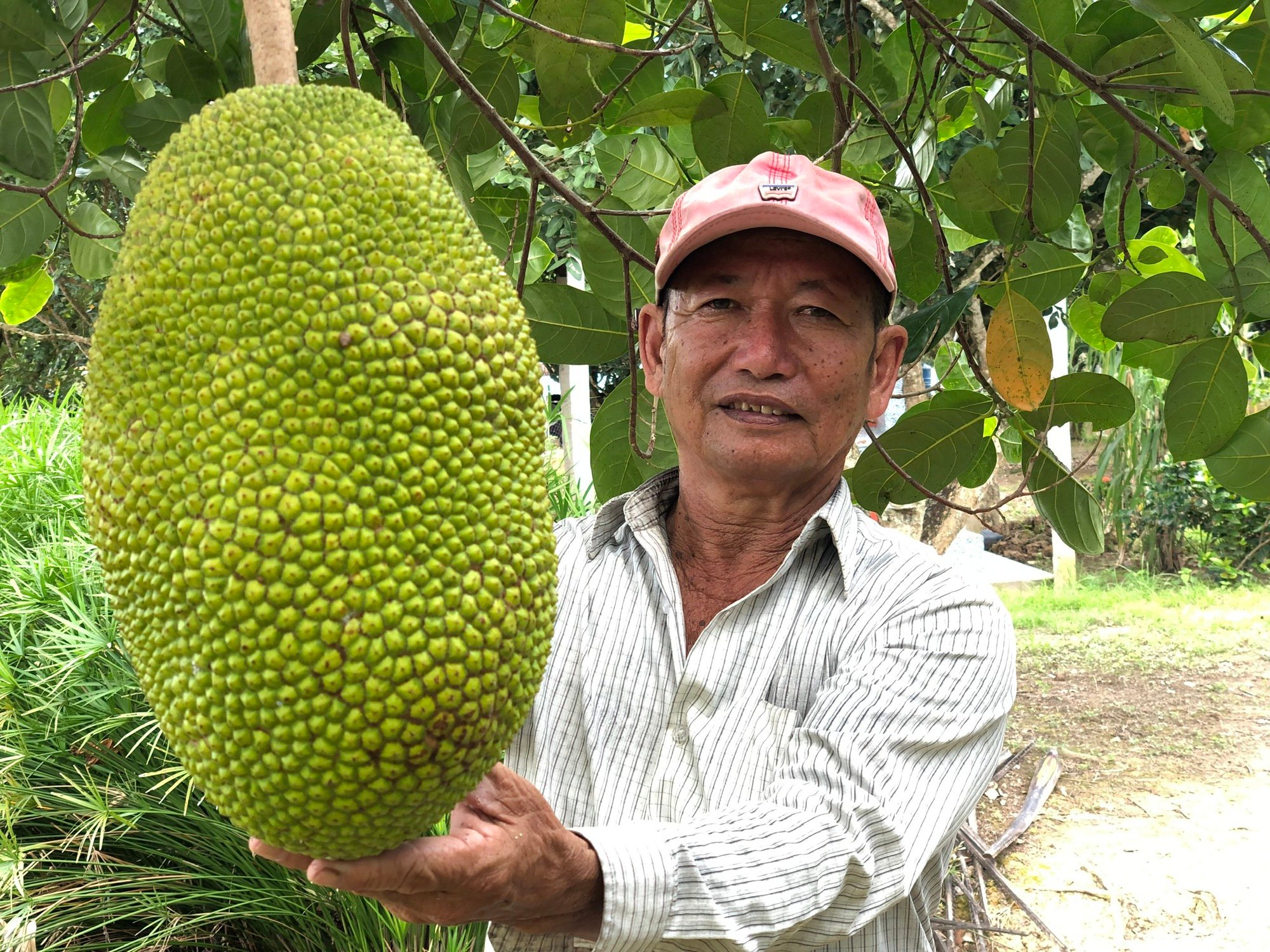 Lão nông miền Tây đổi đời nhờ trồng mít Thái, hanh nhãn - Ảnh 1.