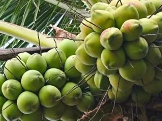 Frische Kokosnüsse von Vietnam über den Landgrenzübergang nach China