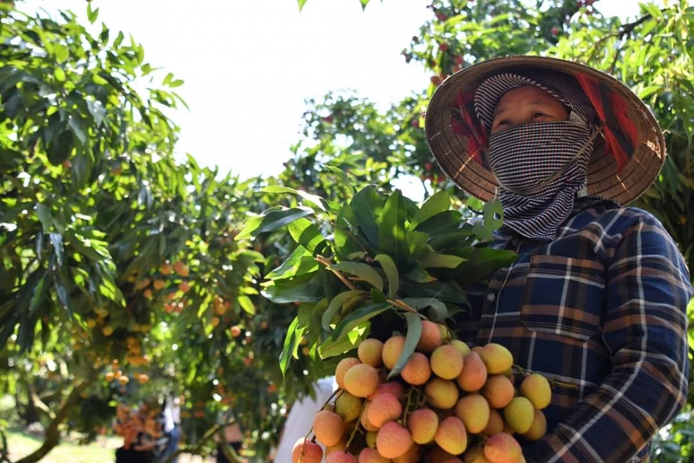 201 chinesische Händler planen, vietnamesische Litschis zu kaufen