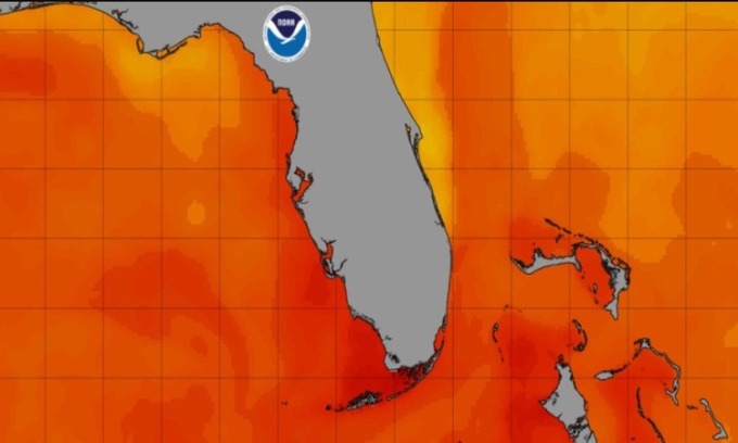 7月24日のフロリダ周辺の海水温。写真: NOAA