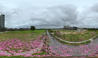 Fasziniert von der blühenden rosa Trompetenblumenstraße in Hanoi