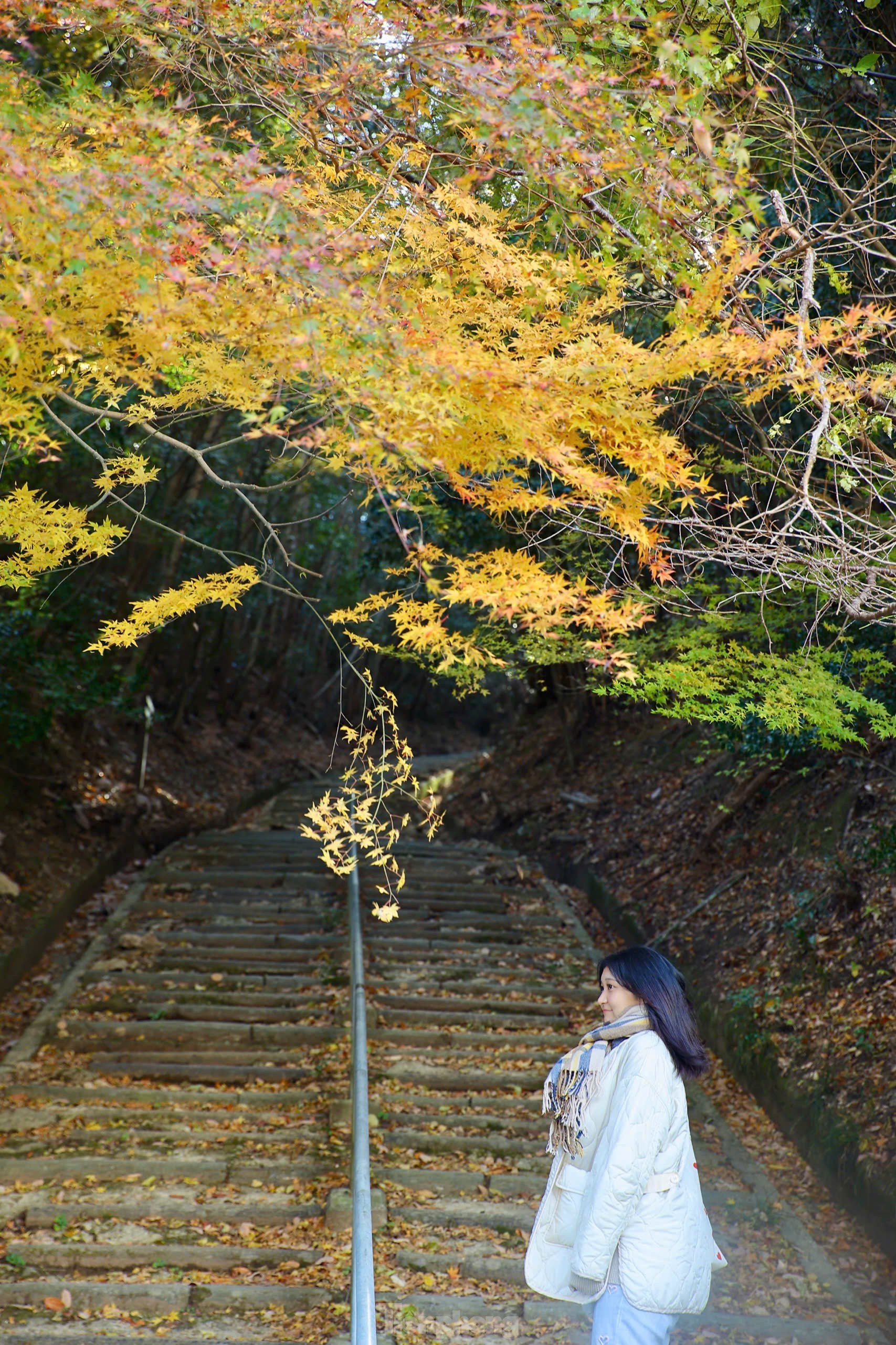 Fascinated by the autumn scenery of red and yellow leaves in Japan photo 19