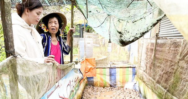 កង្កែប និង​អន្ទង់ ជា​សត្វ​ពីរ​ដែល​ចូលចិត្ត​ទឹក។ កសិករ Can Tho បាន​ចិញ្ចឹម​វា​ដោយ​ជោគជ័យ​លើ​ដី និង​លក់​បាន​យ៉ាង​ល្អ។