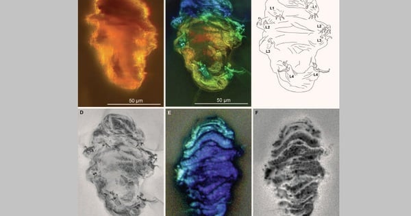 El ámbar de la era de los dinosaurios revela “monstruos invasores de la luna”